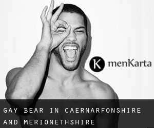 Gay Bear in Caernarfonshire and Merionethshire